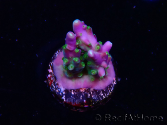 WYSIWYG RAH Acropora Blue Lagoon 5E4