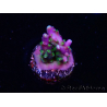 WYSIWYG RAH Acropora Blue Lagoon 5E4