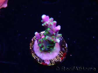 WYSIWYG RAH Acropora Blue Lagoon