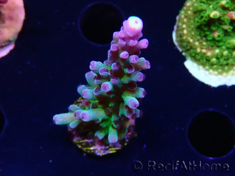 WYSIWYG - RAH Acropora tortuosa