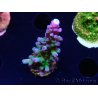 WYSIWYG - RAH Acropora tortuosa 5F1