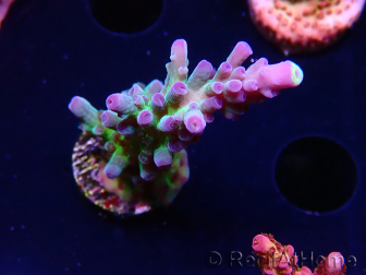 WYSIWYG - RAH Acropora tortuosa 5F2