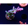 WYSIWYG - RAH Acropora tortuosa