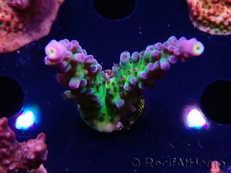 WYSIWYG - RAH Acropora tortuosa 5F4