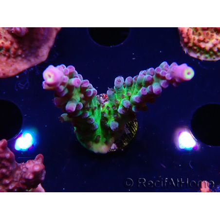 WYSIWYG - RAH Acropora tortuosa
