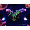 WYSIWYG - RAH Acropora tortuosa 5F4