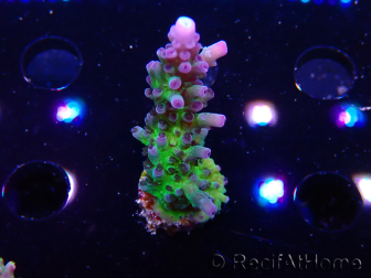 WYSIWYG - RAH Acropora tortuosa 5F5