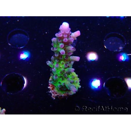 WYSIWYG - RAH Acropora tortuosa