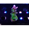 WYSIWYG - RAH Acropora tortuosa 5F5