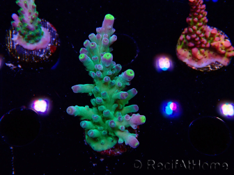 WYSIWYG RAH Acropora Rose Gold