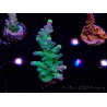 WYSIWYG LR Acropora austera Yellow Tips 5F6