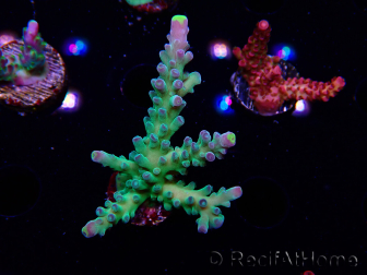 WYSIWYG RAH Acropora Rose Gold