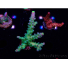 WYSIWYG RAH Acropora Rose Gold