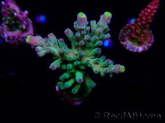 WYSIWYG RAH Acropora Rose Gold