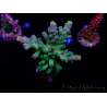 WYSIWYG LR Acropora austera Yellow Tips 5F10