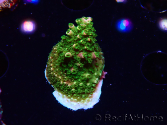 WYSIWYG RAH Acropora abrotanoides Pink Tips 5H5