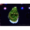 WYSIWYG RAH Acropora abrotanoides Pink Tips 5H5