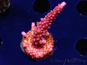 WYSIWYG - Acropora PC Rainbow