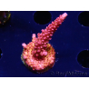 WYSIWYG - Acropora PC Rainbow