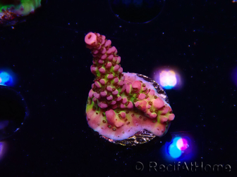 WYSIWYG - Acropora PC Rainbow