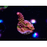 WYSIWYG - Acropora PC Rainbow