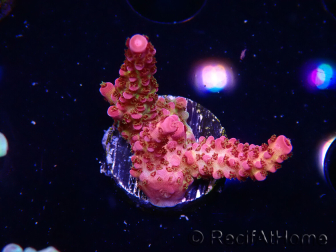 WYSIWYG - Acropora PC Rainbow