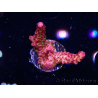 WYSIWYG - Acropora PC Rainbow