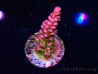 WYSIWYG - Acropora PC Rainbow
