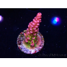 WYSIWYG - Acropora PC Rainbow
