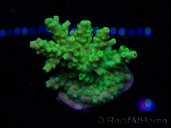 WYSIWYG RAH Acropora Hematoma