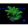 WYSIWYG RAH Acropora Hematoma