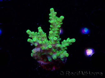WYSIWYG RAH Acropora Hematoma 5J5