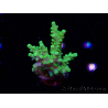 WYSIWYG RAH Acropora Hematoma