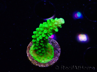 WYSIWYG Acropora yongei Geen Slimer 5J7