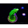 WYSIWYG Acropora yongei Geen Slimer 5J7