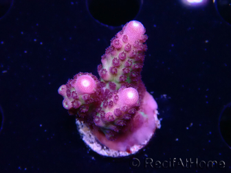WYSIWYG RAH Acropora Rainbow Mango