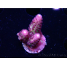 WYSIWYG RAH Acropora Rainbow Mango