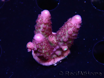 WYSIWYG RAH Acropora Rainbow Mango 5K4