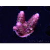 WYSIWYG RAH Acropora Rainbow Mango 5K4