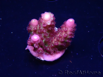 WYSIWYG RAH Acropora Rainbow Mango 5K5