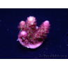 WYSIWYG RAH Acropora Rainbow Mango
