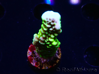 WYSIWYG - CB Incredible Hulk Montipora GRAFTED