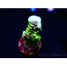 WYSIWYG - CB Incredible Hulk Montipora GRAFTED
