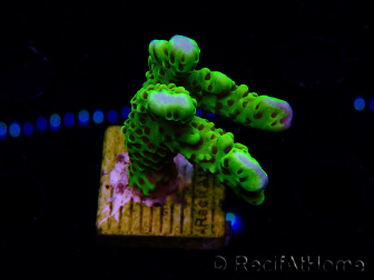 WYSIWYG - CB Incredible Hulk Montipora
