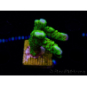WYSIWYG - CB Incredible Hulk Montipora