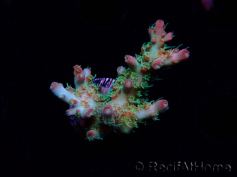 WYSIWYG RAH Acropora Strawberry Ice
