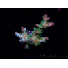 WYSIWYG RAH Acropora Strawberry Ice