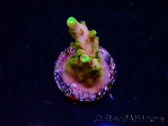 WYSIWYG RAH Acropora Gold Finger
