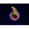 WYSIWYG RAH Acropora Gold Finger