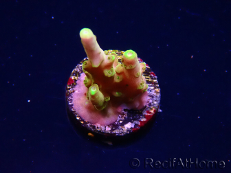 WYSIWYG RAH Acropora Gold Finger 5N2